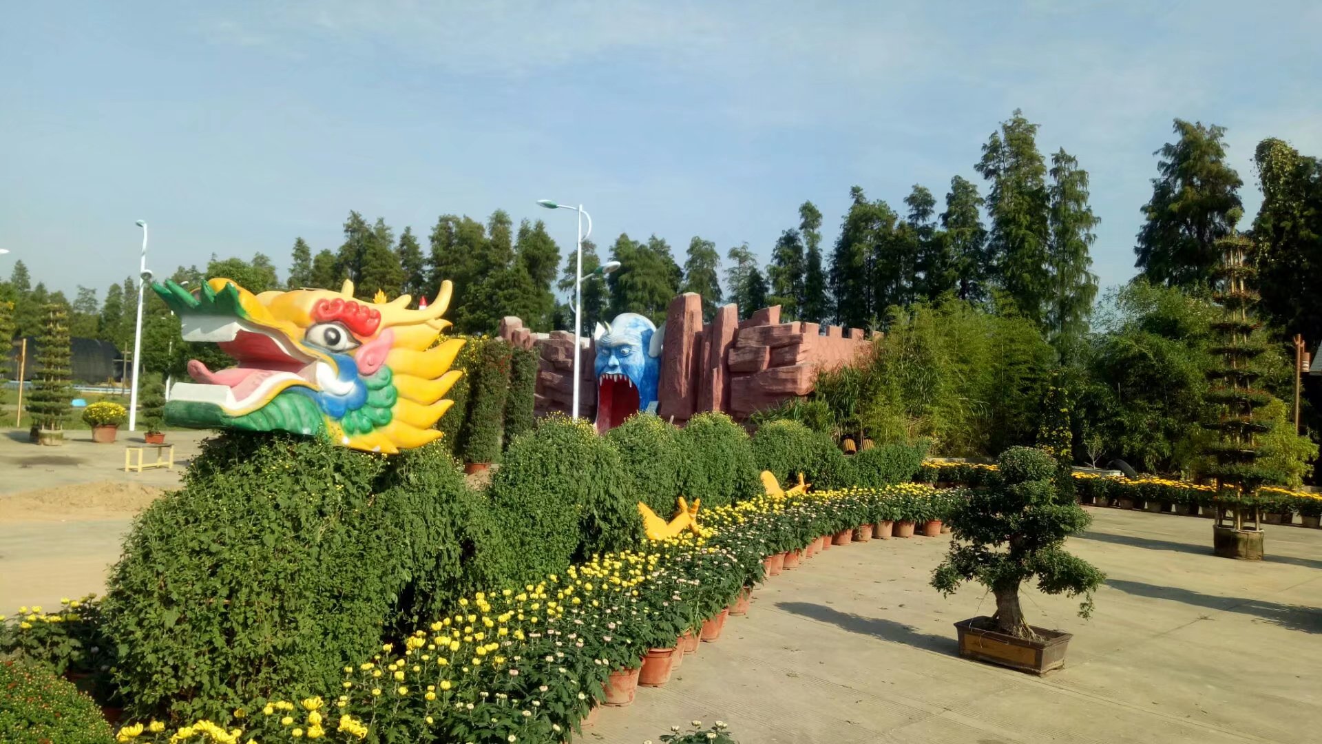 参展菊花作品 2