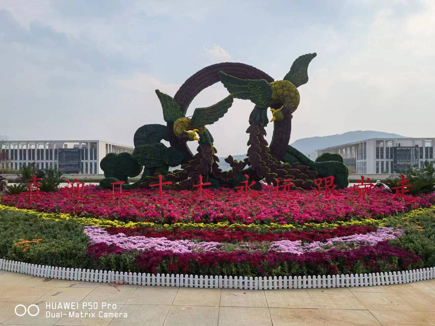 参展菊花作品 4