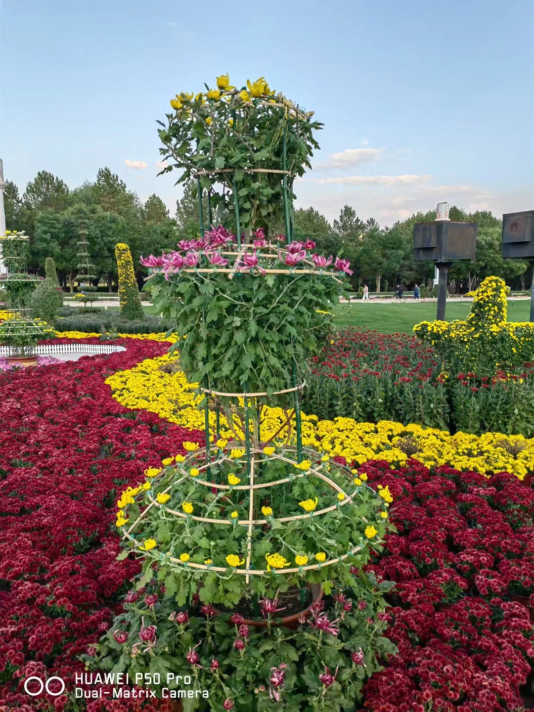 参展菊花作品 5