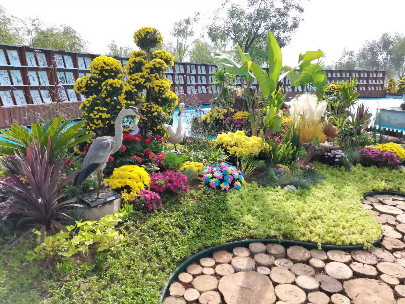 参展菊花作品 6