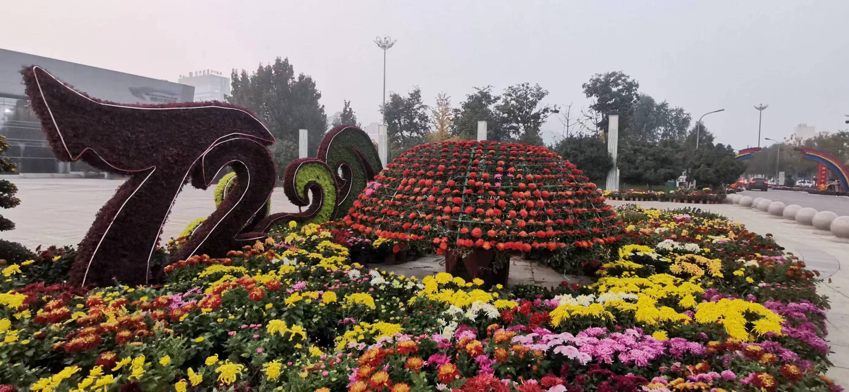 参展菊花作品 7